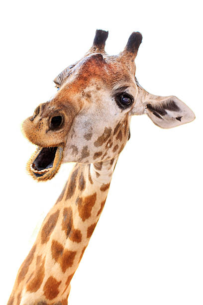 Happy Giraffe